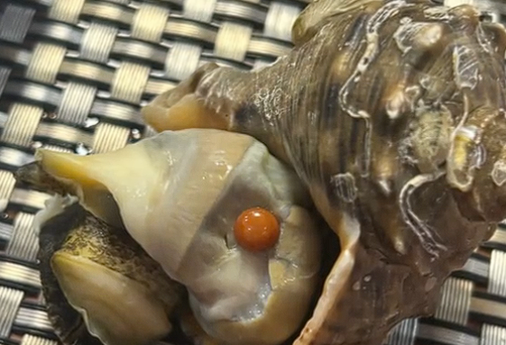 重庆时时彩：被称为珍珠中的爱马仕：女子家宴吃出1颗罕见橘色海螺珠